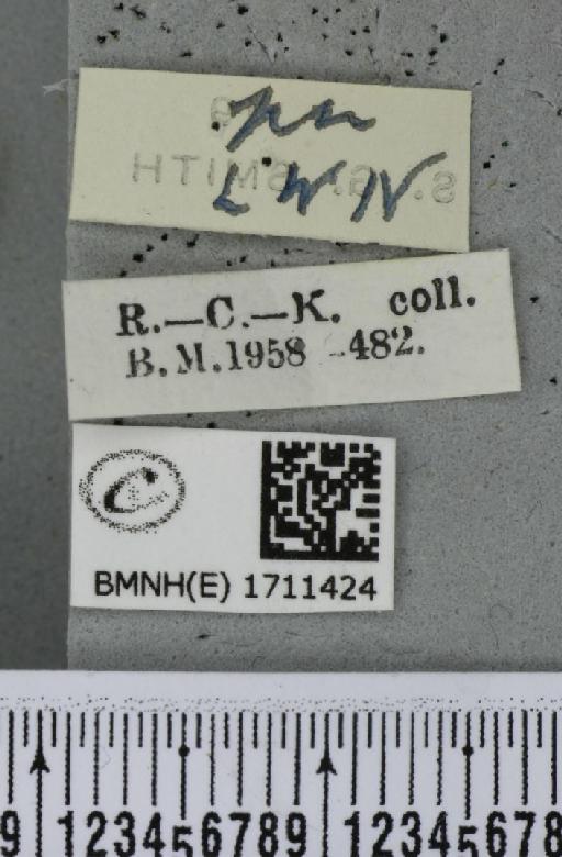 Cyclophora annularia (Fabricius, 1775) - BMNHE_1711424_a_label_273591