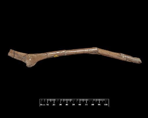 Metriorhynchus brachyrhynchus Deslongchamps - R3804-R-3804-025-22072019