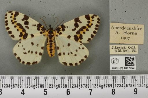 Abraxas grossulariata (Linnaeus, 1758) - BMNHE_1847763_417109