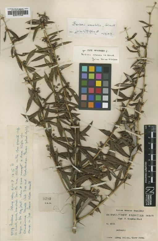 Berberis amabilis C.K.Schneid. - BM001015546