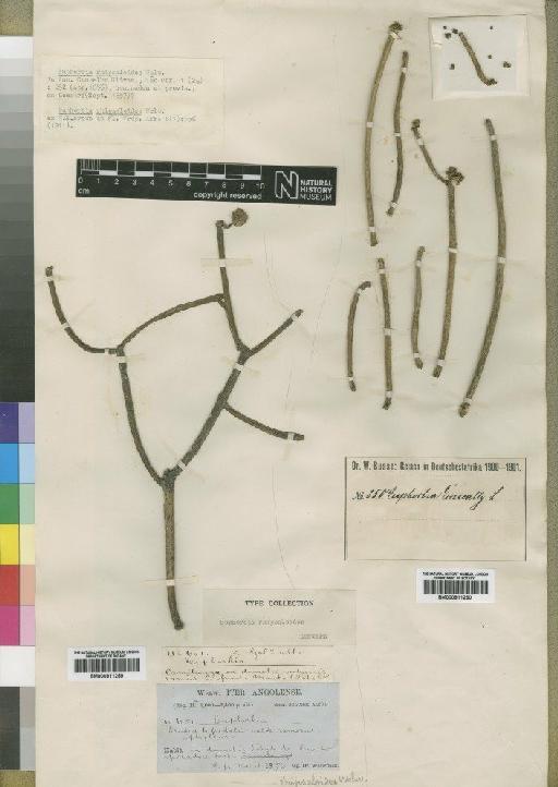 Euphorbia rhipsaloides - BM000911259