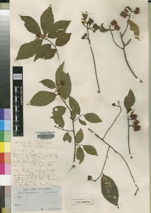 Grewia angolensis - BM000630893