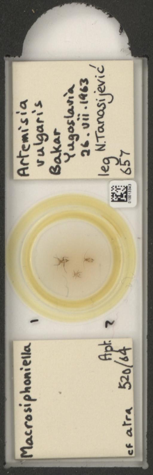 Macrosiphoniella artemisiae Fonscolombe, 1841 - 010013343_112659_1094715