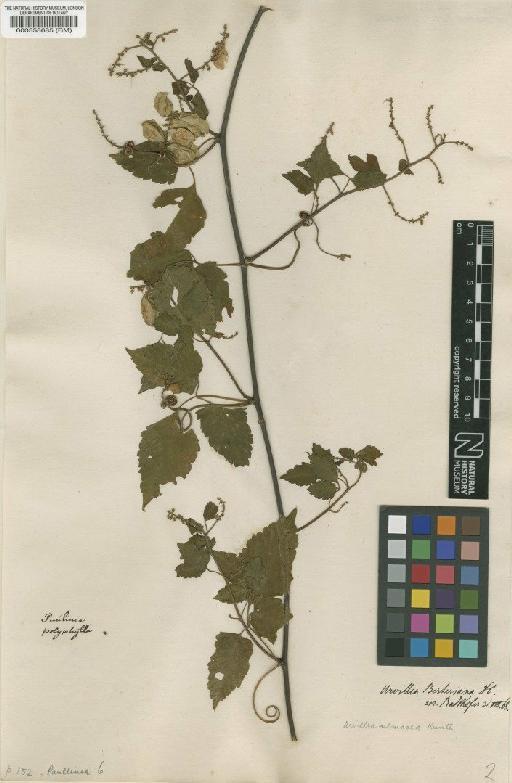 Paullinia polyphylla L. - BM000558685