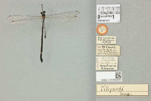 Isosticta tillyardi Campion, 1921 - 013324260_dorsal