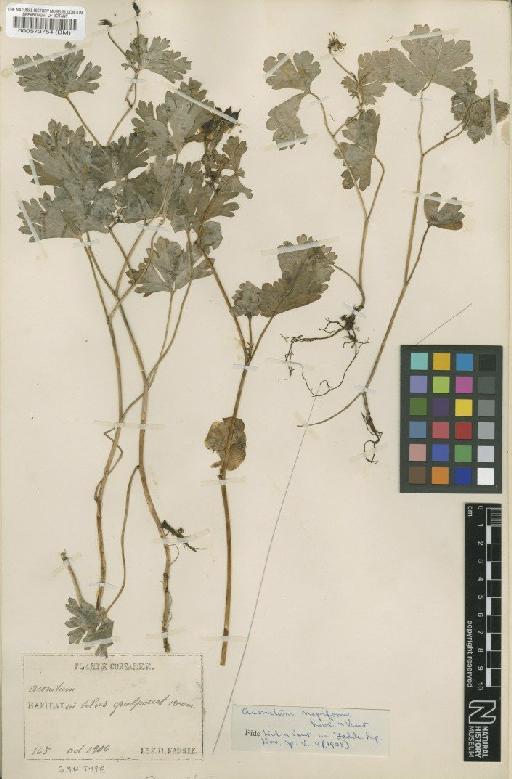 Aconitum napiforme H.Lév. & Vaniot - BM000573754