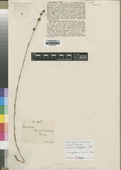 Aspidoglossum restioides (Schltr.) Kupicha - BM000925912