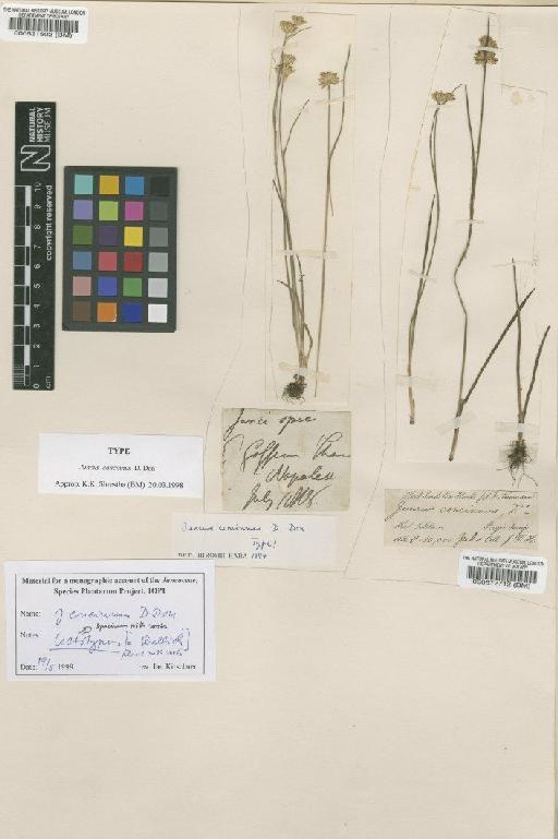 Juncus concinnus D.Don - BM000521502