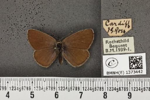 Cyaniris semiargus semiargus (Rottemburg, 1775) - BMNHE_1373442_167447