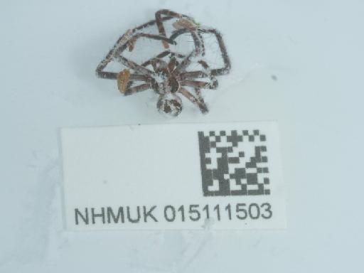 Rhysodromus histrio (Latreille, 1819) - 015111503_4