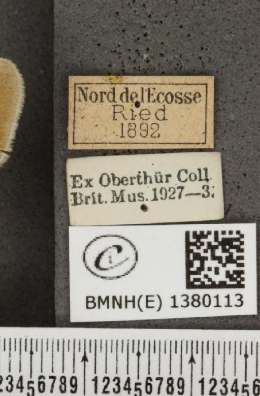 Coenonympha tullia scotica (Müller, 1764) - BMNHE_1380113_label_160946