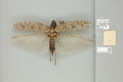 Sathrophyllia rugosa (Linnaeus, 1758) - 012498081_reverse_1