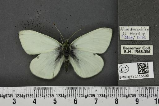 Pieris rapae rapae (Linnaeus, 1758) - BMNHE_1115590_70507