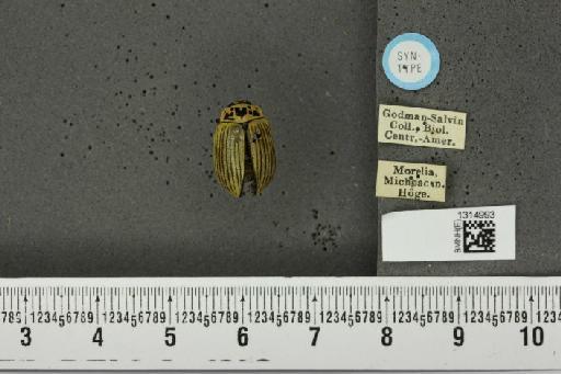 Leptinotarsa angustovittata Jacoby, 1891 - BMNHE_1314993_14847