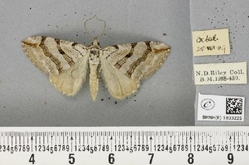 Aplocera plagiata plagiata (Linnaeus, 1758) - BMNHE_1833225_406321