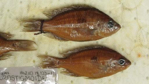 Haplochromis pleurostigmoides Iles, 1960 - BMNH 1962.10.18.103-111, PARATYPES, Haplochromis pleurostigmoides c