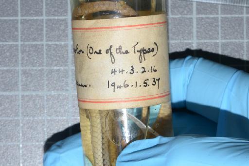 Liopeltis tricolor Schlegel, 1837 - Image of specimen 1946.1.5.37
