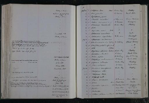 Labrodon canariensis (Cocchi, 1864) - NHM-UK_P_DF118_03_10_0153