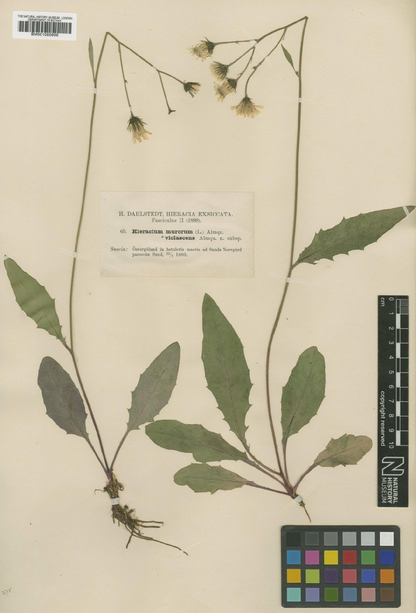 To NHMUK collection (Hieracium vulgatum subsp. violascens (Almq.) Zahn; TYPE; NHMUK:ecatalogue:2413859)