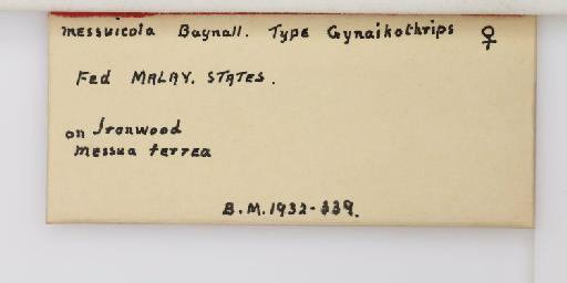 Eurhynchothrips messuicola (Bagnall, 1929) - 014740713_additional