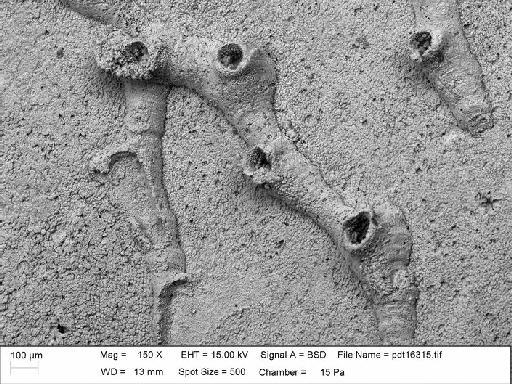 Zigzagopora wigleyensis Wilson & Taylor, 2016 - NHM-UK_P_BZ7751_7_M_1