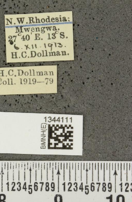 Lilioceris (Lilioceris) bohemani (Baly, 1863) - BMNHE_1344111_label_14585