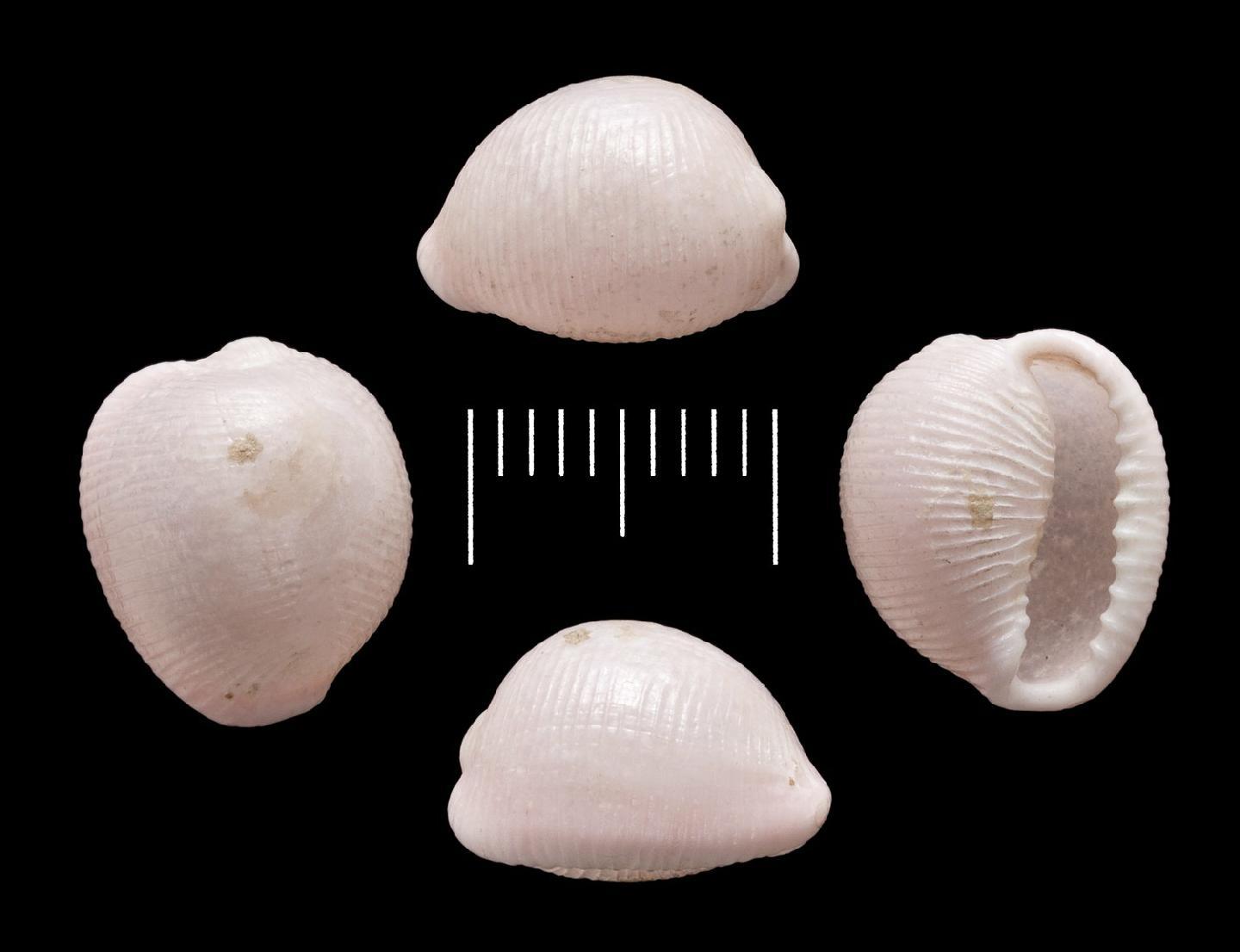 To NHMUK collection (Cypraea vesicularis Gaskoin, 1836; LECTOTYPE AND PARALECTOTYPES; NHMUK:ecatalogue:3507423)