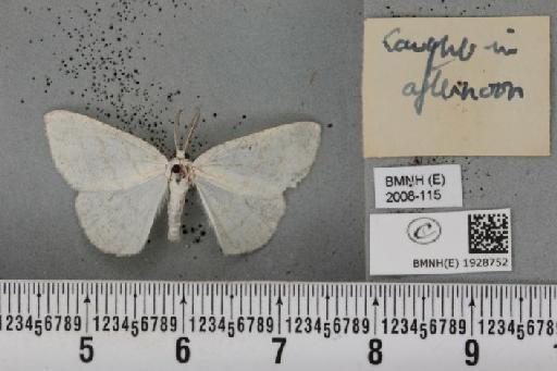 Cabera pusaria (Linnaeus, 1758) - BMNHE_1928752_a_494716