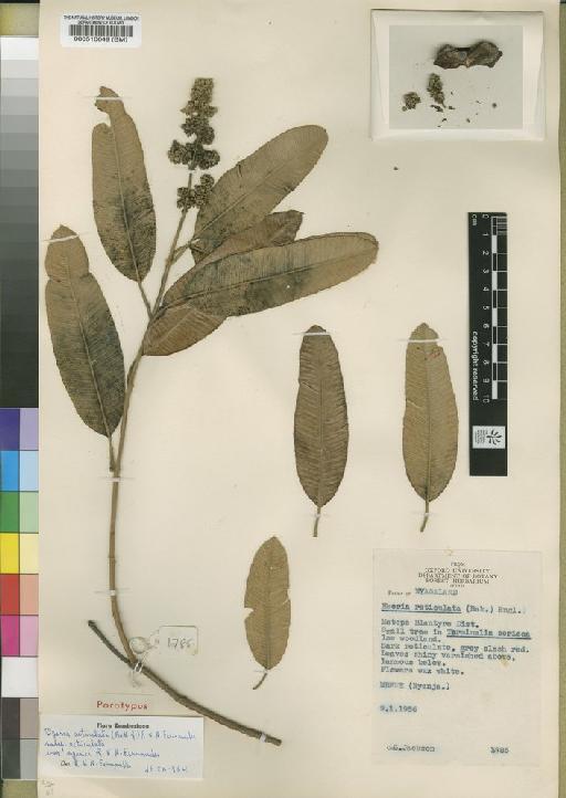 Ozoroa reticulata var. nyasica R.Fern. & A.Fern. - BM000510649