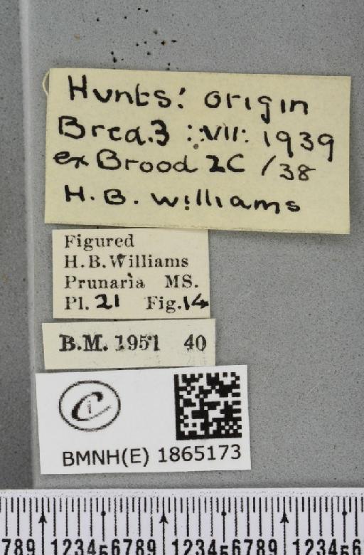 Angerona prunaria ab. fuscapicata Williams, 1947 - BMNHE_1865173_label_430761