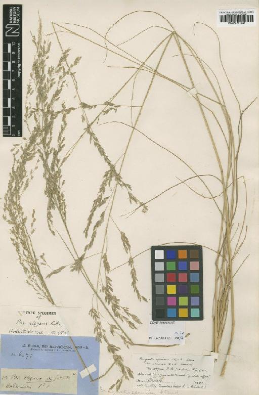 Eragrostis speciosa (Roem. & Schult.) Steud. - BM000991641