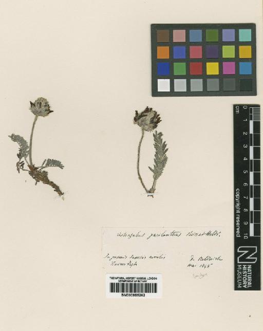 Astragalus paecilanthus Boiss. & Heldr. - BM000885262
