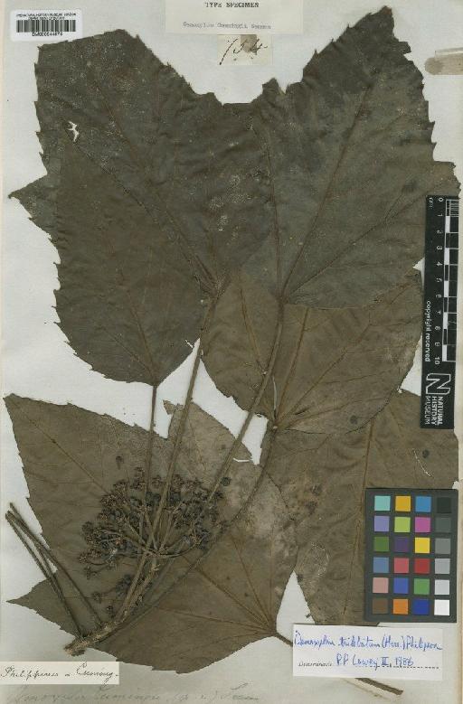 Osmoxylon trilobatum (Merr.) Philipson - BM000944873