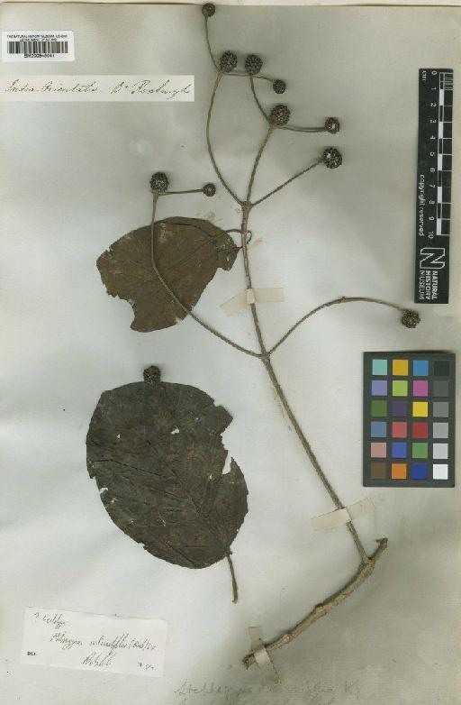 Mitragyna rotundifolia (Roxb.) Kuntze - BM000945041