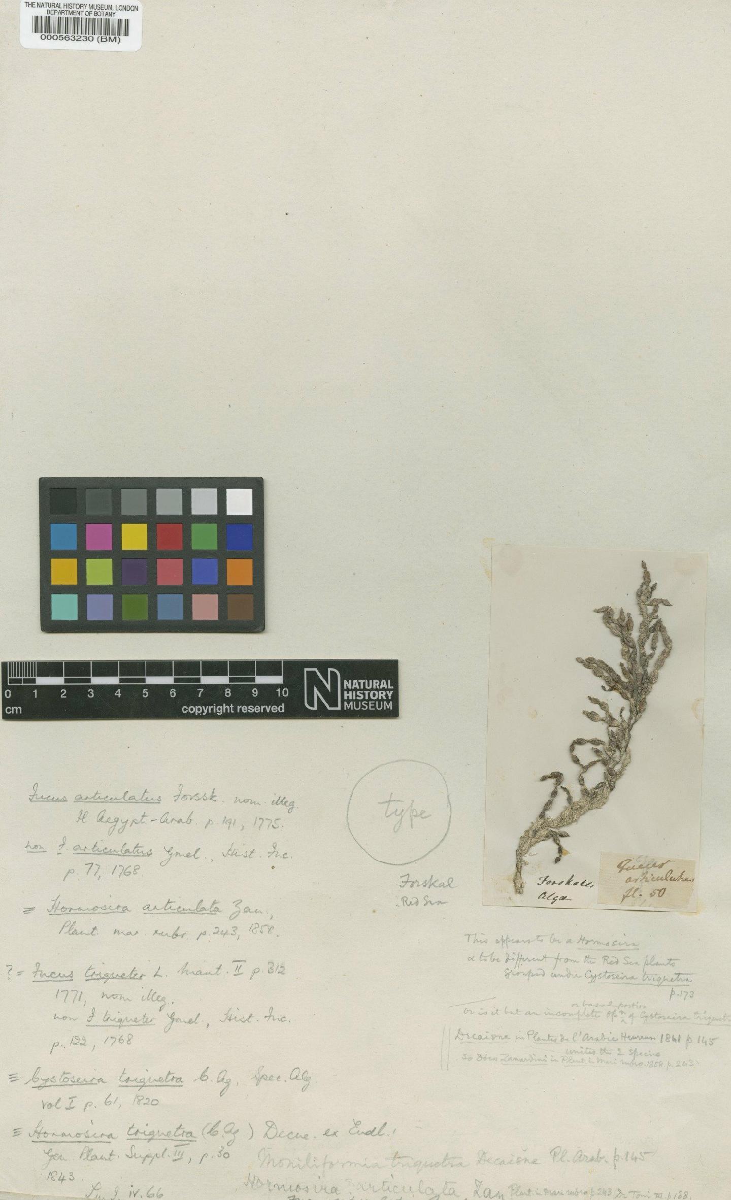 To NHMUK collection (Hormophysa cuneiformis (J.F.Gmel.) P.C.Silva; Isotype; NHMUK:ecatalogue:4722852)