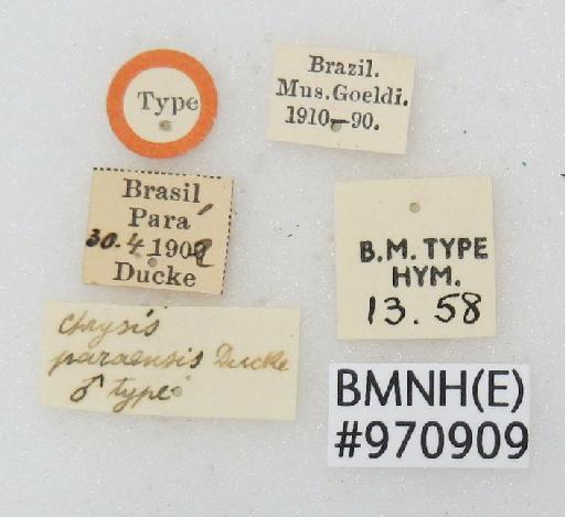 Neochrysis paraensis (Ducke, A., 1903) - Chrysis_paraensis-BMNH(E)#970909_type-labels