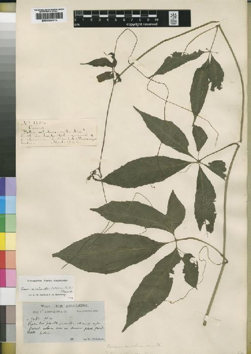 Cissus aralioides (Welw. ex Baker) Planch. - BM000843773