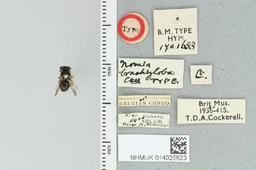 Pseudapis brachyloba Cockerell, 1935 - 014025823_839193_1668412-