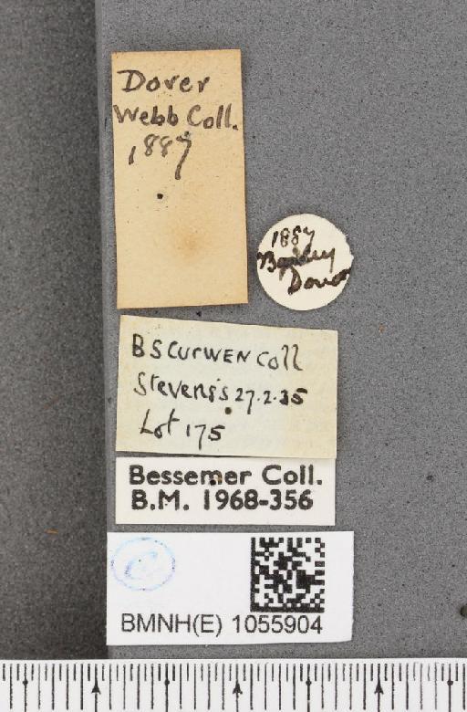 Aglais urticae ab. obscura Raynor, 1909 - BMNHE_1055904_label_45198