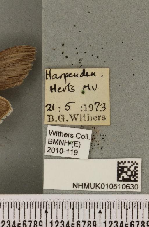 Cucullia chamomillae (Denis & Schiffermüller, 1775) - NHMUK_010510630_label_568361
