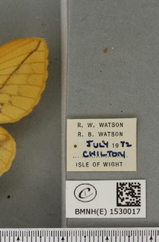 Euthrix potatoria (Linnaeus, 1758) - BMNHE_1530017_label_197536