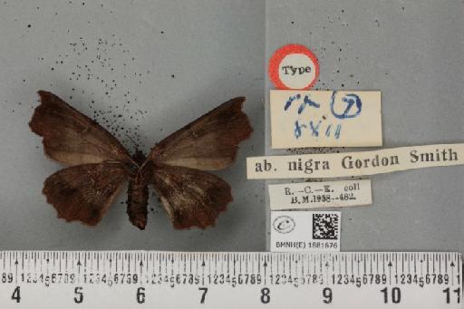 Selenia dentaria ab. nigra Smith, 1951 - BMNHE_1881676_a_446999