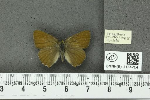 Callophrys rubi rubi (Linnaeus, 1758) - BMNHE_1134714_98061