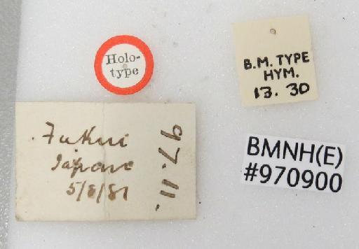 Hedychrum japonicum Cameron, P., 1887 - Hedychrum_japonicum-BMNH(E)#970900_type-labels_2