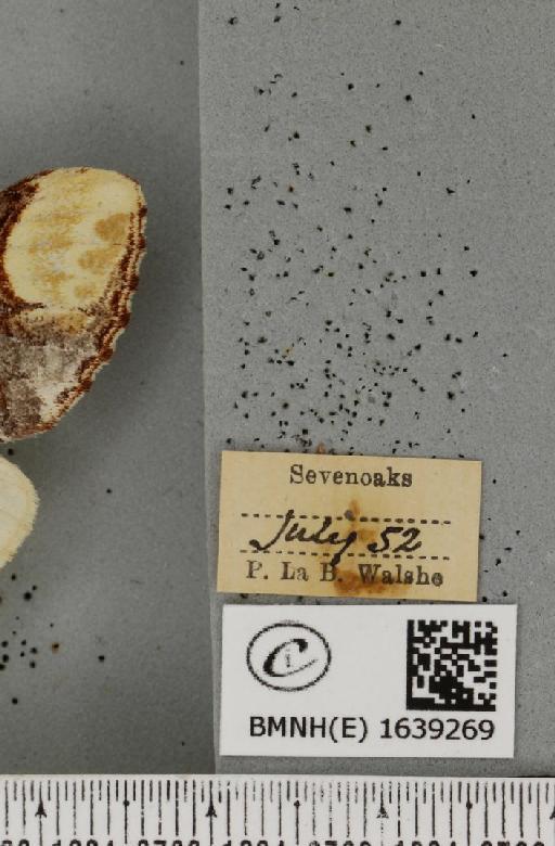 Phalera bucephala bucephala (Linnaeus, 1758) - BMNHE_1639269_label_208416