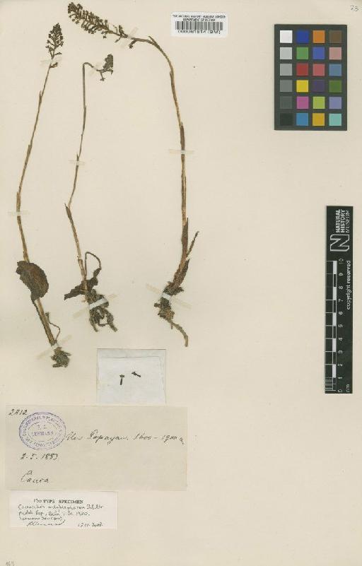 Cranichis polyblephara Schltr. - BM000061814