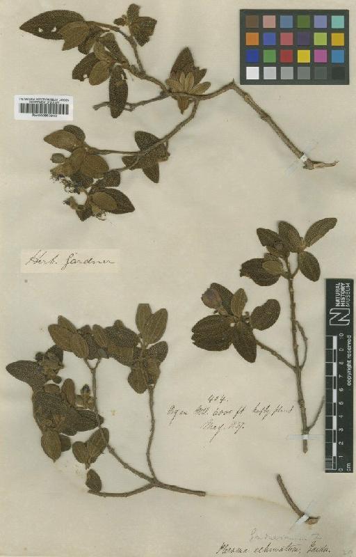 Tibouchina gardneriana Cogn. - BM000953940