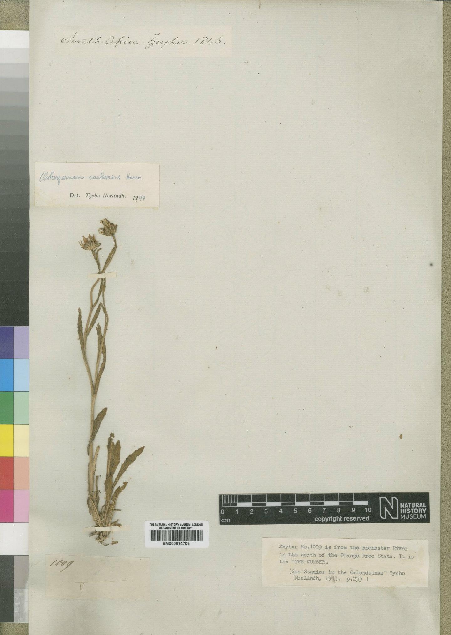 To NHMUK collection (Osteospermum caulescens Harv.; Type; NHMUK:ecatalogue:4553322)