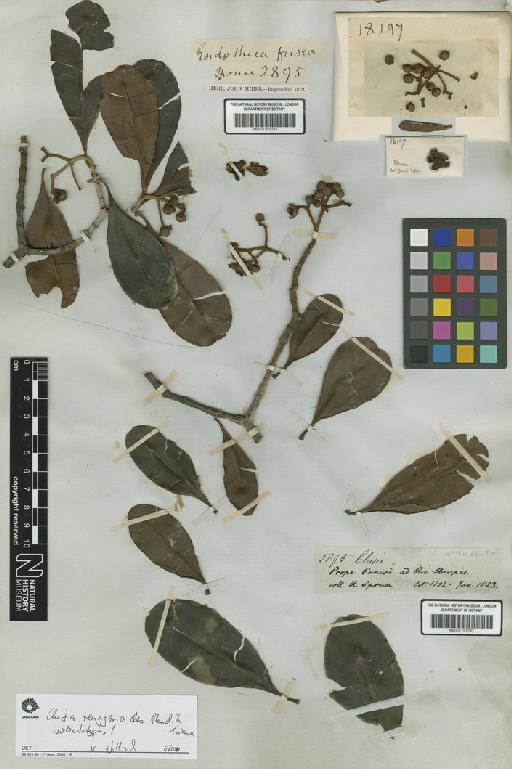 Clusia renggerioides Planch. & Triana - BM001191242