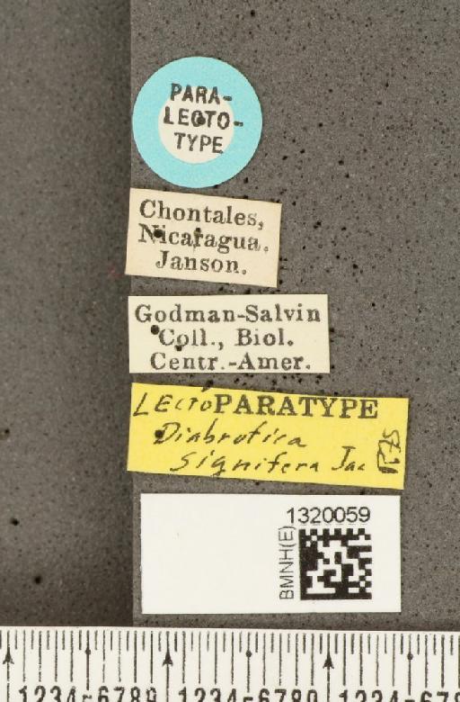 Diabrotica signifera Jacoby, 1887 - BMNHE_1320059_label_18050